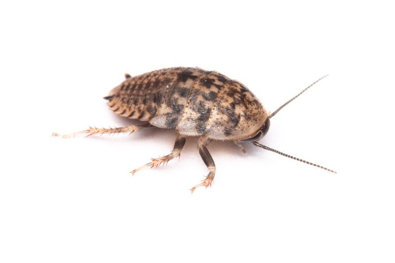 small_roach_800x553.png